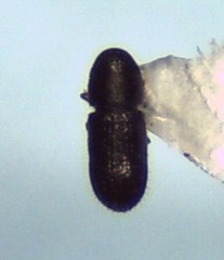 Hemicryphalus argutus