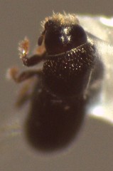 Hemicryphalus argutus