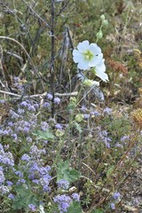 Alcea nudiflora