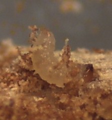 Hemicryphalus argutus