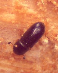 Hemicryphalus argutus