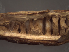 Hemicryphalus argutus