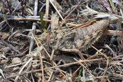 Pezotmethis tartarus montanus