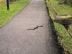 Boiga melanota