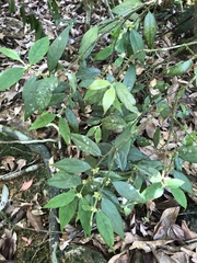 Lasianthus curtisii
