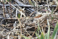 Pezotmethis tartarus montanus