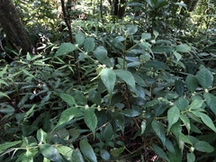 Lasianthus curtisii