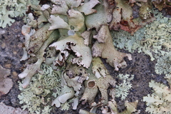 Xanthoparmelia frondosa