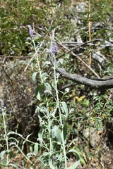 Mentha longifolia asiatica