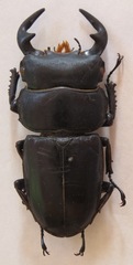 Dorcus antaeus miyashitai
