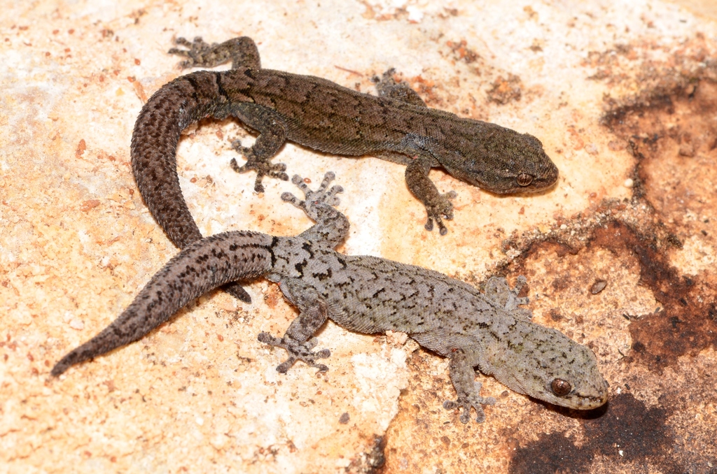 Cryptic Pygmy Gecko
