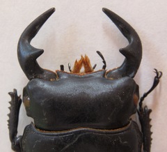 Dorcus antaeus miyashitai