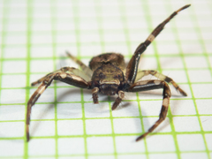 Strigoplus guizhouensis