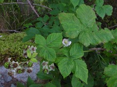 Rubus eboracensis