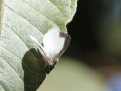 Spalgis lemolea lemolea