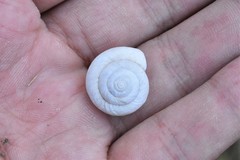 Leucozonella angulata