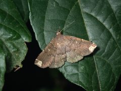 Adrapsa quadrilinealis