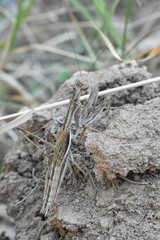 Bolivaria brachyptera