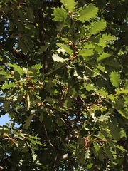 Quercus pubescens
