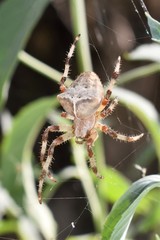 Araneus tartaricus