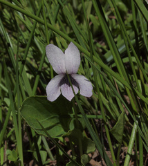 Viola palustris palustris