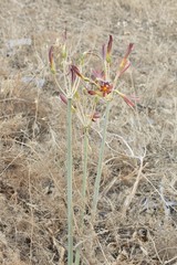 Ungernia sewerzowii