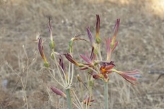 Ungernia sewerzowii