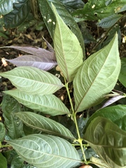 Lasianthus micranthus