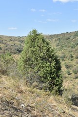 Juniperus semiglobosa