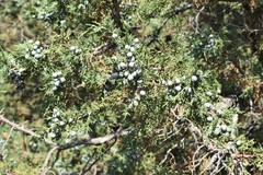 Juniperus semiglobosa