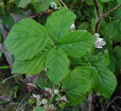 Rubus eboracensis