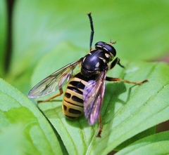Temnostoma excentrica