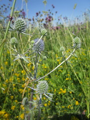 Eryngium planum