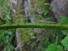 Rubus eboracensis