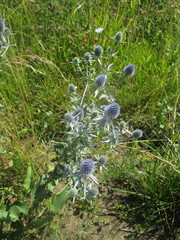 Eryngium planum