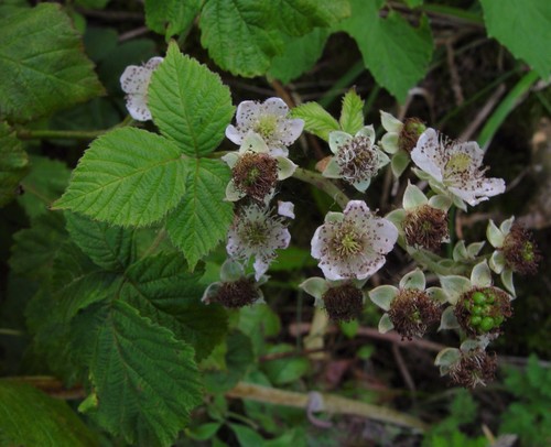 Yorkshire Corylifolian (Rubus eboracensis)