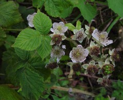 Rubus eboracensis
