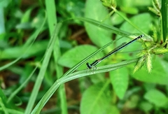 Agriocnemis lacteola