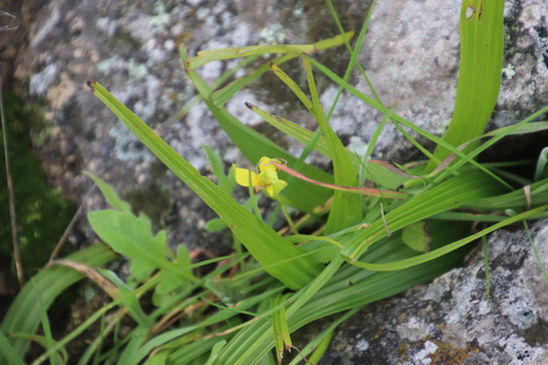 Empodium veratrifolium (Empodium veratrifolium)