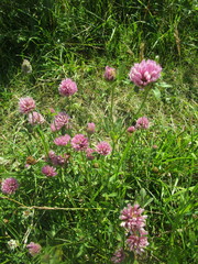 Trifolium pratense