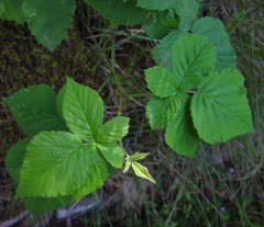Rubus eboracensis