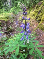 Lupinus nootkatensis