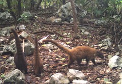 Nasua narica nelsoni