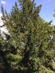 Taxus baccata