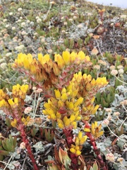 Dudleya farinosa