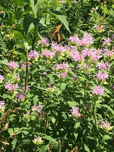 Eastern Giant Swallowtail