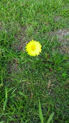 Pyrrhopappus carolinianus