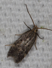 Neodactylota