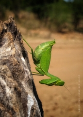 Photiomantis planicephala