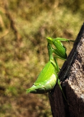 Photiomantis planicephala